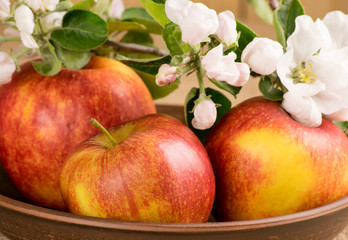 Red apples and twig of apple tree