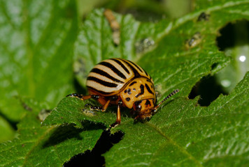Colorado potato beetle (Leptinotarsa decemlineata) also known as Ten-striped spearman, Potato bug or Ten-lined potato beetle on the leaf of a Potato plant