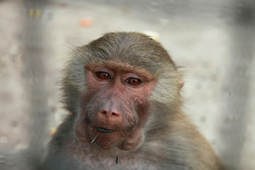 monkey