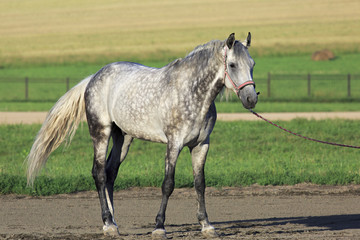 Obraz na płótnie Canvas Beautiful Meren gray suit breed Orlov Trotter.