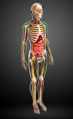 Lymphatic, skeletal, nervous and circulatory system of male anat