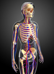 male skeletal circulatory system