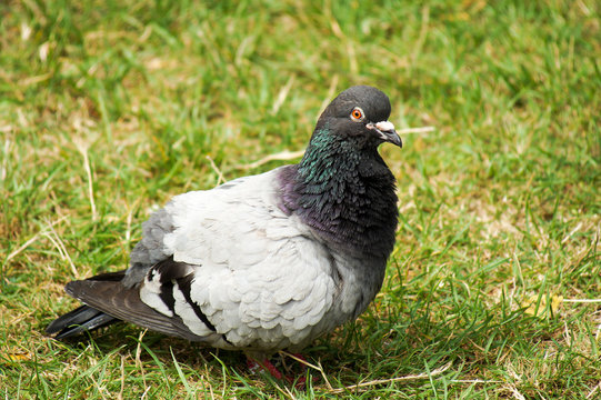 Commen Rock Pigeon