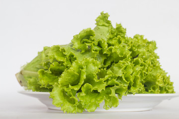fresh green lettuce isolated