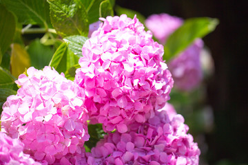 Floral postcard for your design