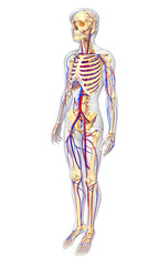 Fototapeta premium male skeletal circulatory system