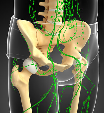 Lymphatic system of human pelvic girdle skeleton artwork