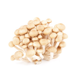 brown beech mushroom isolated on white background