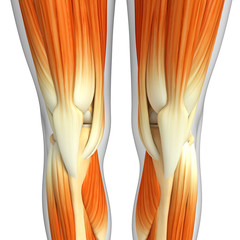 3d rendered illustration of knee muscles anatomy