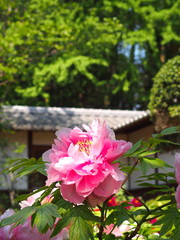境内のの牡丹