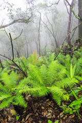 Cycad Plants in rain forest
