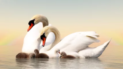 Wall murals Swan Swan family - 3D render
