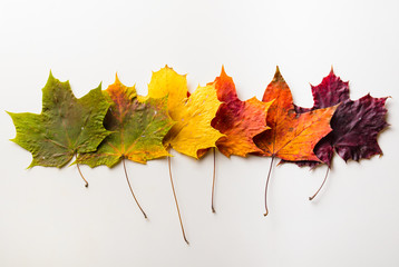 autumn leaves
