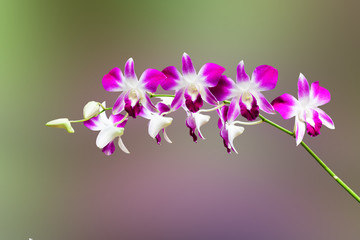 Pink and white orchid flower