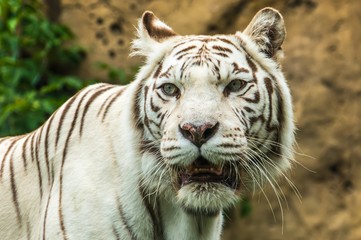 Fototapeta na wymiar Portrait of a White Tiger