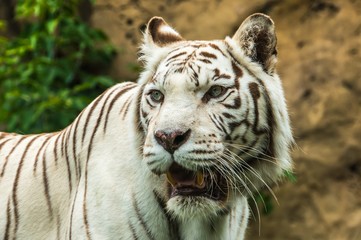 Fototapeta na wymiar Portrait of a White Tiger