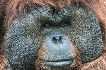 Portrait of a Bornean Orangutan