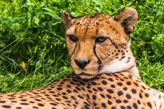 Portrait of a wild cheetah