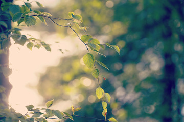 Can you feel the summer. Image taken through birch leaves against the sun. Image has a strong vintage effect to create artistic flavor.