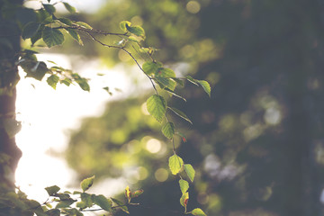 Can you feel the summer. Image taken through birch leaves against the sun. Image has a strong vintage effect to create artistic flavor.