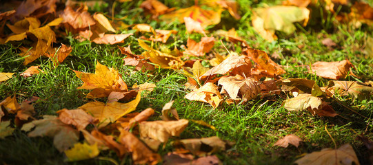 Colorful Foliage in Autumn
