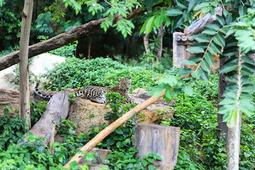 cheetah on rock