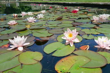 The lily pond on a summers day.