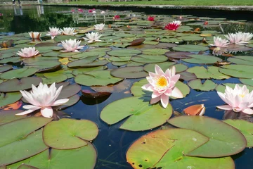 Printed kitchen splashbacks Waterlillies The lily pond on a summers day.