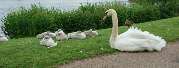 Swan guards her cygnets on river bank.