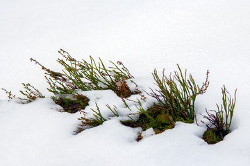 Young plants growing out of the snow