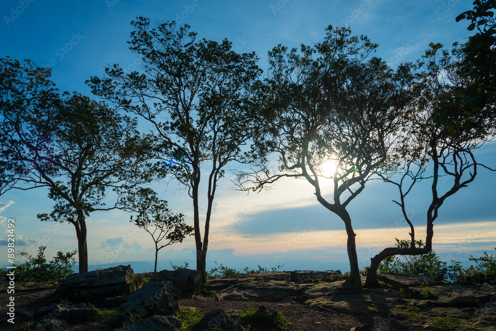 Canvas Prints sunrise with tree