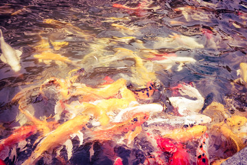 Obraz na płótnie Canvas Vintage filter : Koi fish in pond,colorful natural background,Fa
