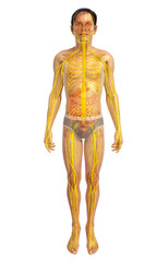 Fototapeta premium 3d rendered illustration of male nervous system