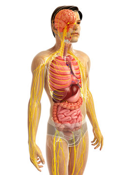 Male body of Nervous and digestive system artwork
