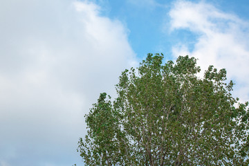 Obraz premium gökyüzü ve ağaç