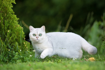 Naklejka na ściany i meble adorable grey british shorthair cat outdoors