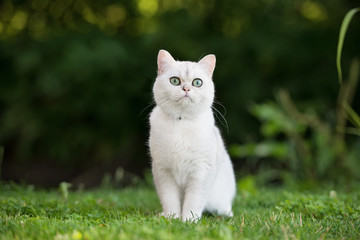 adorable grey british shorthair cat outdoors