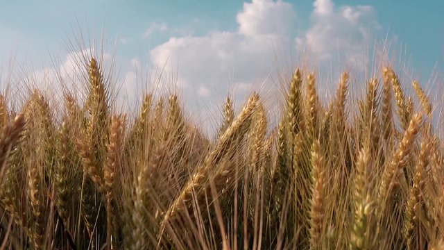 Farmer walking through wheat field, hand touching wheat crop ears,close up shot, 1920x1080 full hd footage.