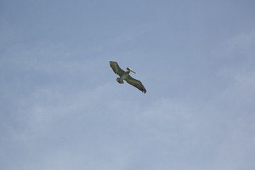 Paesaggi caraibici della polinesia con isole e mare corsllino