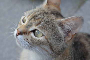 Usual Crimean cat