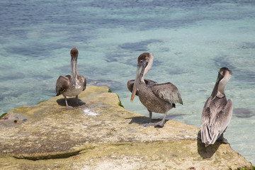 Paesaggi caraibici della polinesia con isole e mare corsllino