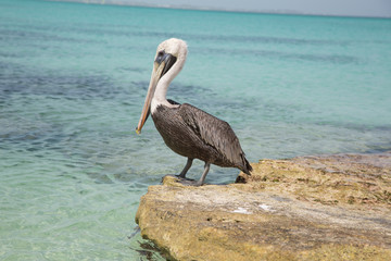 Paesaggi con pellicani ai caraibi