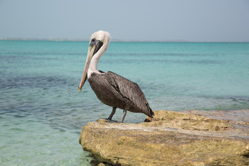 Paesaggi con pellicani ai caraibi
