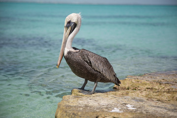 Paesaggi con pellicani ai caraibi