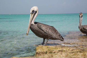 Paesaggi con pellicani ai caraibi