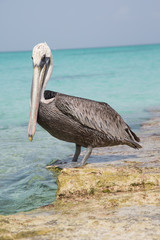 Paesaggi con pellicani ai caraibi