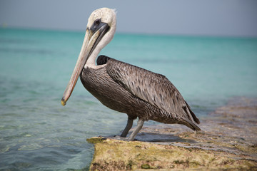 Paesaggi con pellicani ai caraibi