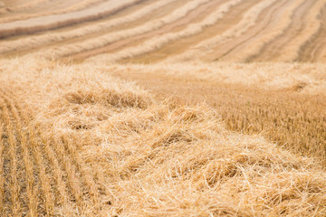 Fototapeta premium Straw - Field after harvest
