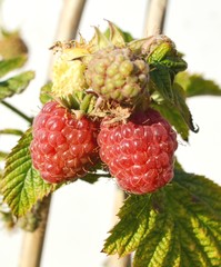 малина поспевает