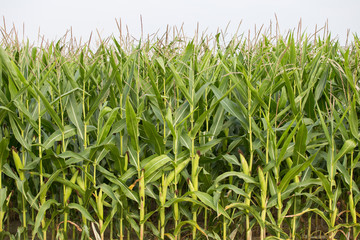 Field of corn